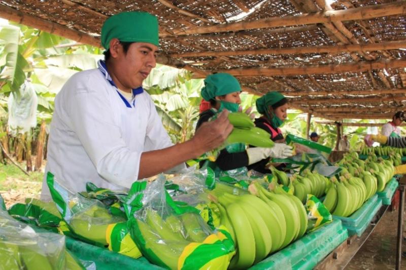 Exportaciones peruanas de frutas frescas crecieron 13.6% en enero