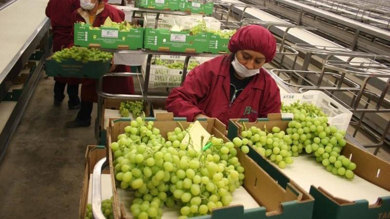 Exportaciones peruanas de frutas y hortalizas  representan el 52.65% de las agroexportaciones totales entre enero y julio