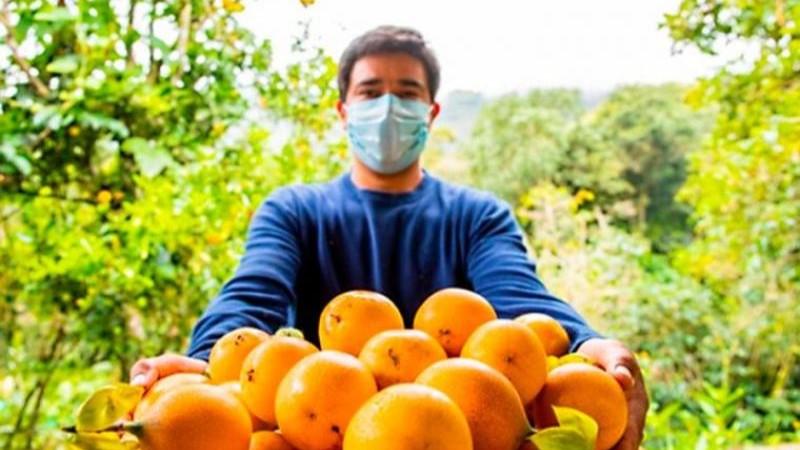 Exportaciones peruanas de granadilla crecieron 309% en volumen y 408% en valor en 2024