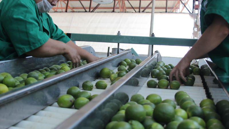 Exportaciones peruanas de limón crecieron 30% en volumen y 36% en valor entre enero y septiembre