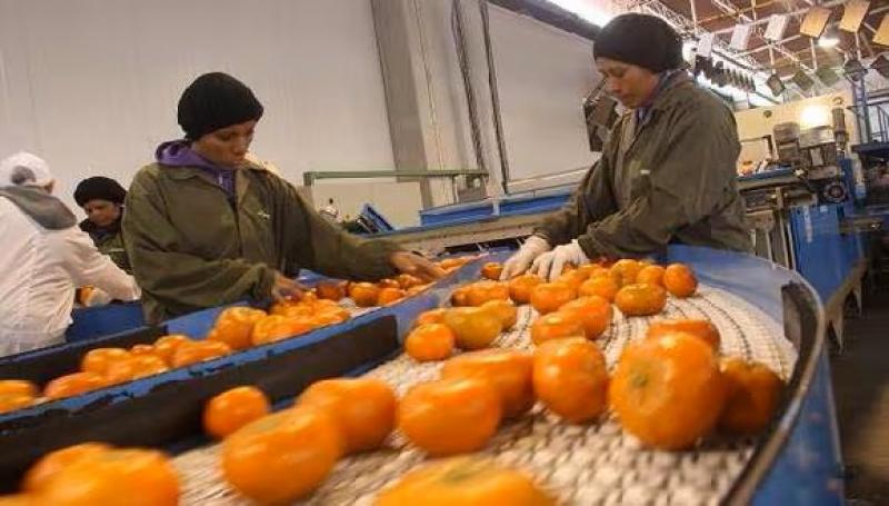 Exportaciones peruanas de mandarina sumaron 78.401 toneladas por US$ 101.7 millones en julio del 2024,