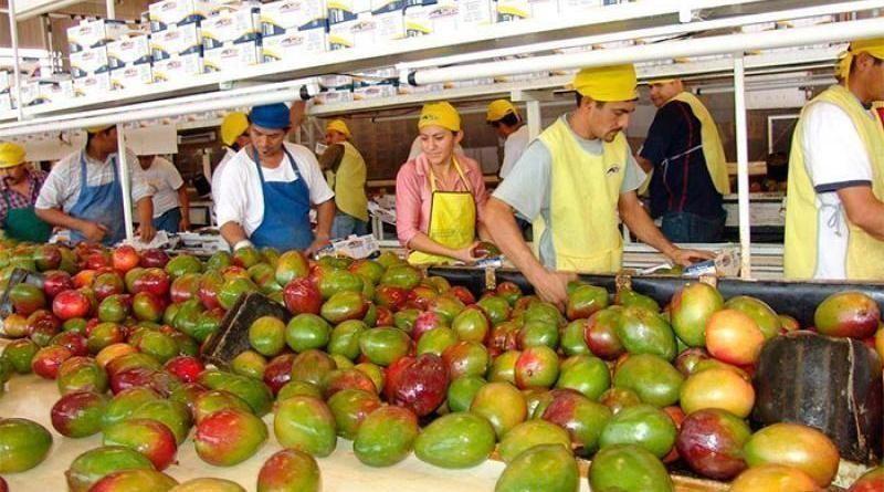 Exportaciones peruanas de mango alcanzaron las 11.638 toneladas por US$ 22.5 millones en octubre