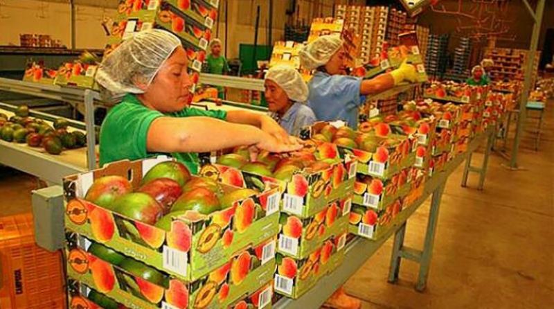 Exportaciones peruanas de mango fresco alcanzarían las 235.000 toneladas al cierre de la campaña 2021/2022