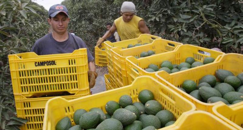 Exportaciones peruanas de palta crecieron 18% en volumen, pero cayeron 4% en valor