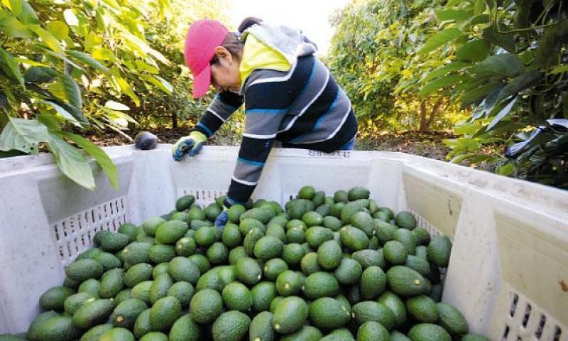 Exportaciones peruanas de palta fresca a China crecerían en volumen 63% el 2017