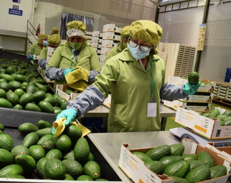 Exportaciones peruanas de palta fresca crecen en volumen 17.4% a mitad de la campaña 2021