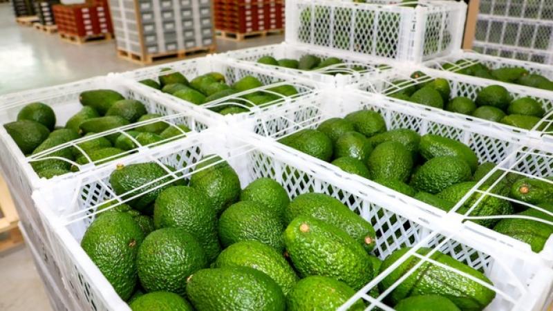 Exportaciones peruanas de palta fresca crecieron 35% en volumen y 46% en valor en el primer trimestre de 2024