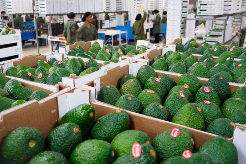 Exportaciones peruanas de palta fresca superarían las 600 mil toneladas en 2022