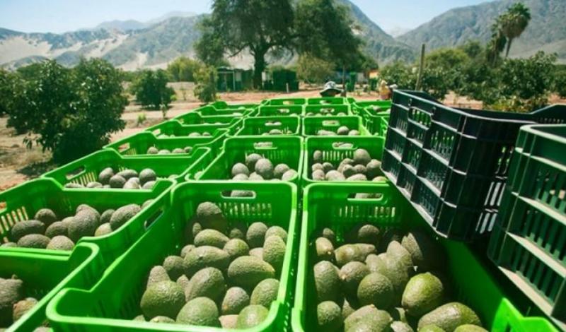 Exportaciones peruanas de palta rompen récord en la campaña 2020