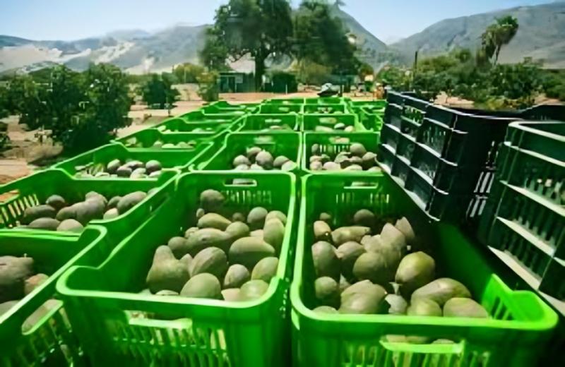 Exportaciones peruanas de palta sumaron 159.211 toneladas entre enero y abril del presente año, registrando una leve caída de -1%