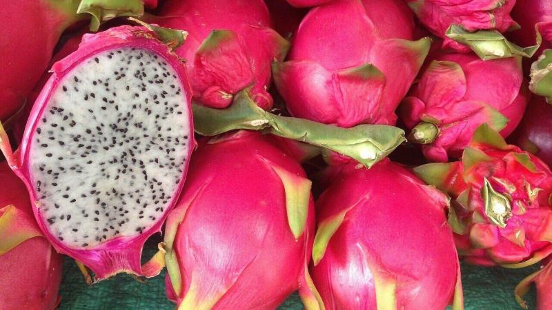 Exportaciones peruanas de pitahaya buscan retomar y superar el pico alcanzado en 2019