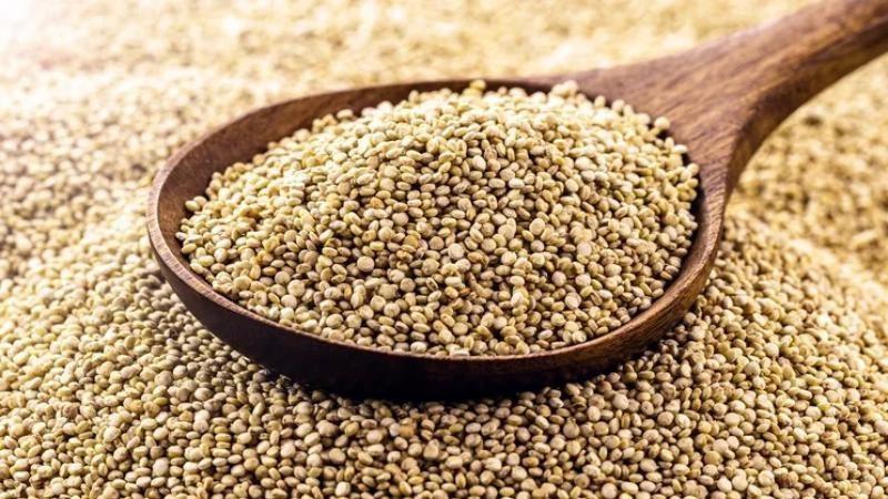 Exportaciones peruanas de quinua crecieron 13.37% en valor y 1.51% en volumen