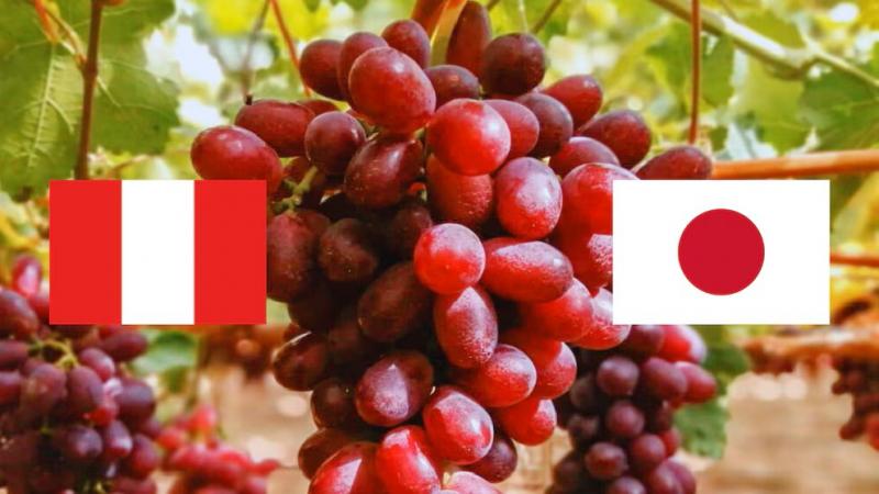 Exportaciones peruanas de uva de mesa a Japón sumaron US$ 15 millones por 4 mil toneladas en la campaña 2024/2025