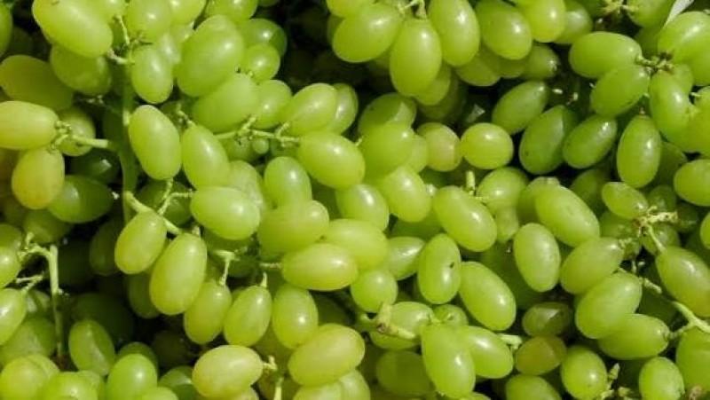 Exportaciones peruanas de uva de mesa alcanzarían las 78.7 millones de cajas