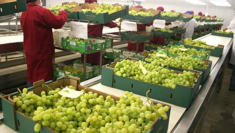 Exportaciones peruanas de uvas de mesa frescas crecieron 27.9% en los cuatro primeros meses del 2021