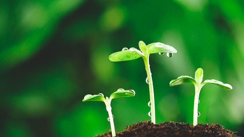 Facultad de Agronomía de la UNALM realizará el III Curso de Actualización Profesional en Fisiología