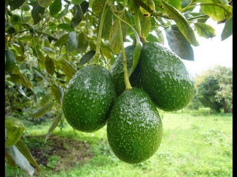 Facultad de Agronomía de la UNALM realizará el III Curso de Actualización Profesional en cultivo de Palto