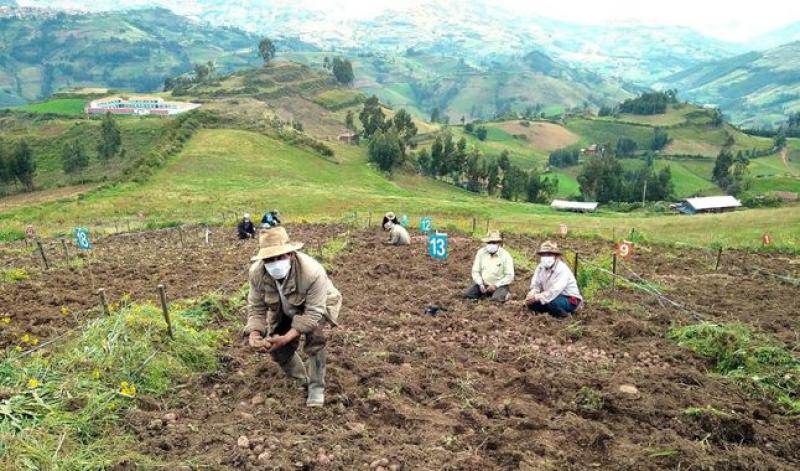 FAE Agrícola tendrá un presupuesto de S/ 500 millones