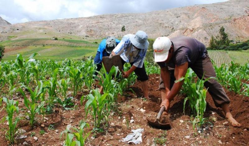 FAE-Agro benefició solo al 4% de los productores previstos