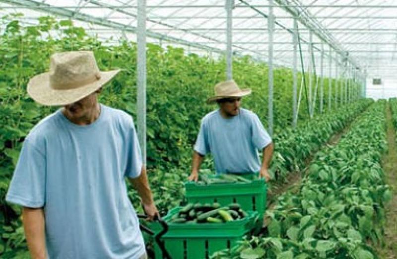 FALTA DE MANO DE OBRA AFECTA COSECHA DE FRUTAS Y HORTALIZAS EN EEUU