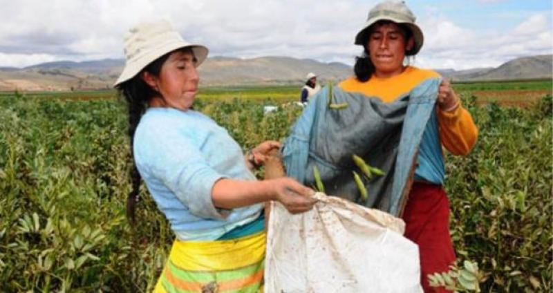 FAO Y OIT ALERTAN SOBRE PRECARIEDAD LABORAL DE LAS TEMPORERAS AGRÍCOLAS EN ALC 