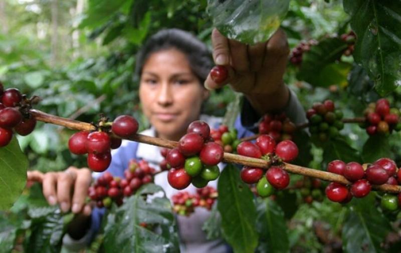 Festival Regional del Café de Piura esperar concretar ventas por más de S/ 3 millones