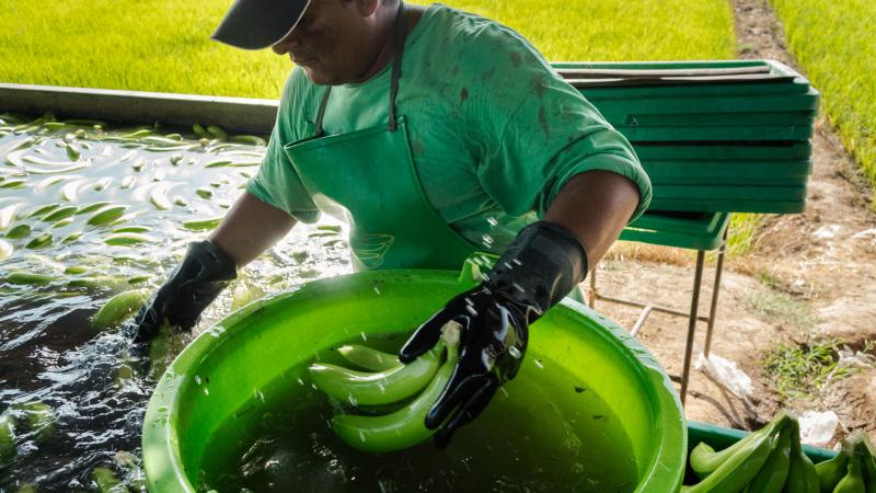 Fondo de innovación fortalecerá cadena productiva del banano orgánico