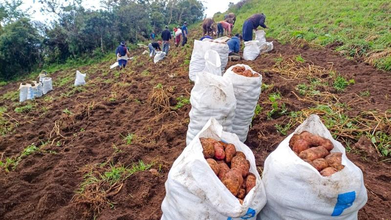 Fortalecen la producción y comercialización de papa a productores de la sierra norte
