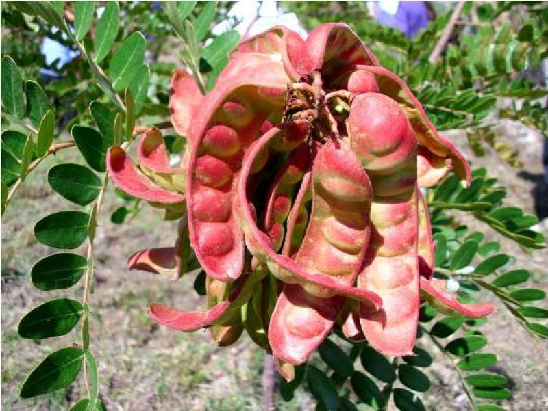 FORTALECEN PLANES DE NEGOCIOS PARA INCREMENTAR PRODUCCIÓN DE TARA