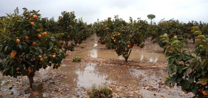 Fortalecer la Sanidad Agropecuaria: Una tarea impostergable