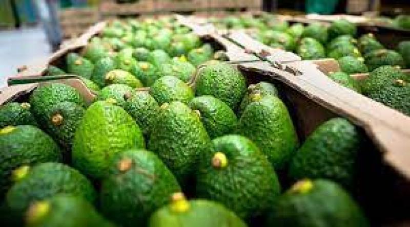 Francia fue el mayor consumidor de palta en Europa en la temporada 2022/2023