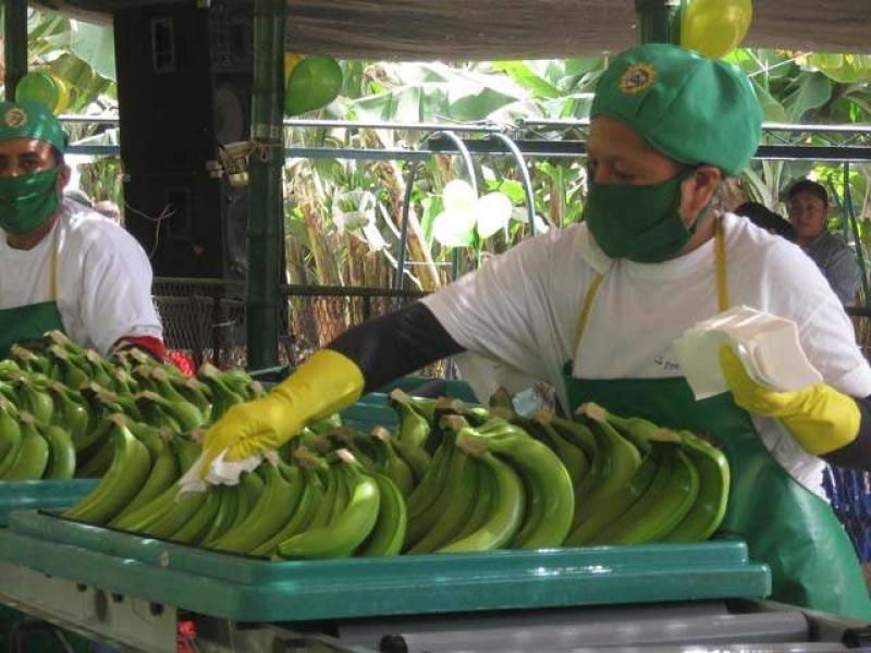 FRUTAS PIURANAS HABILITARÁ HECTÁREAS PARA APOSTAR POR EL BANANO ORGÁNICO