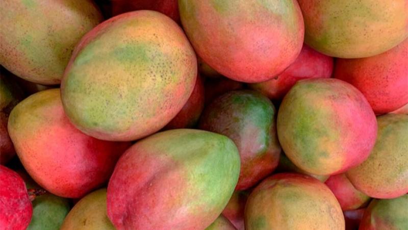 Frutos Tropicales Perú se posiciona como el principal exportador de mango Kent a Europa