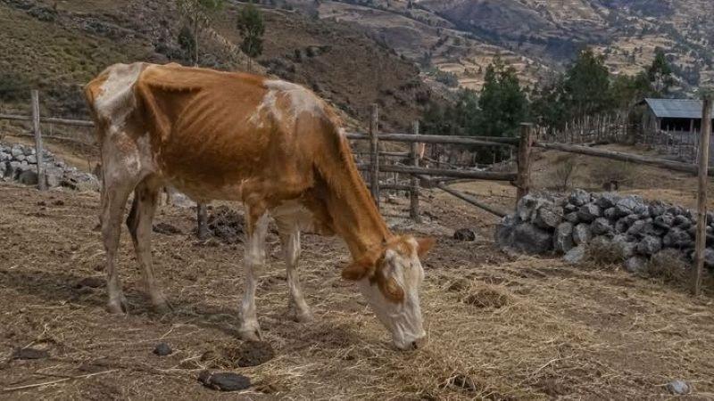 Ganadería en el sur de Perú será muy afectada por la sequía