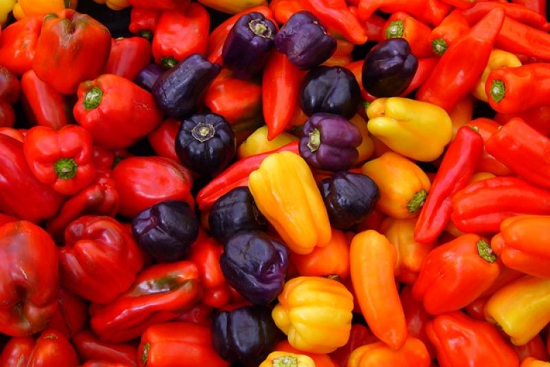 GANDULES PRODUCIRÍA 40 MIL TONELADAS DE CAPSICUM ESTE AÑO