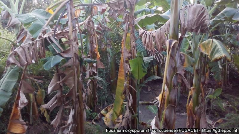 Gore Piura evalúa alternativas para el manejo del Fusarium R4T en Morropón