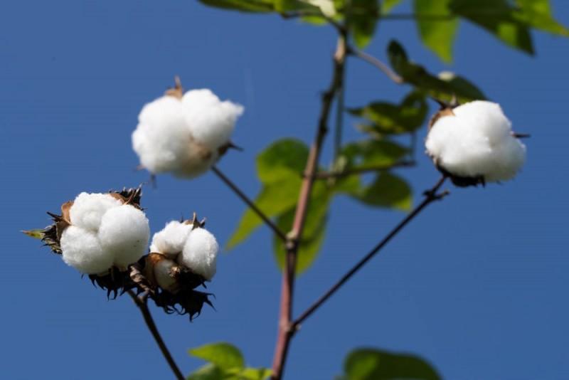 GR Algodón Orgánico Perú recibe certificación internacional por su respeto a la comunidad y el ambiente