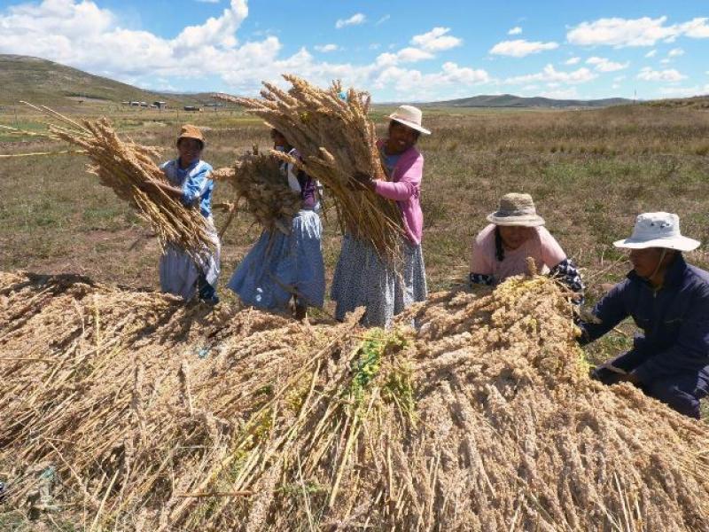 GR DE PUNO ALISTA NUEVO PROYECTO ORIENTADO A LA PRODUCCIÓN DE QUINUA