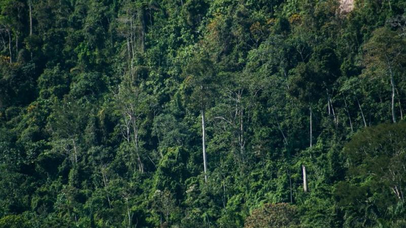 Gremios agricultores negaron que la modificación de la ley forestal ponga en peligro a los bosques