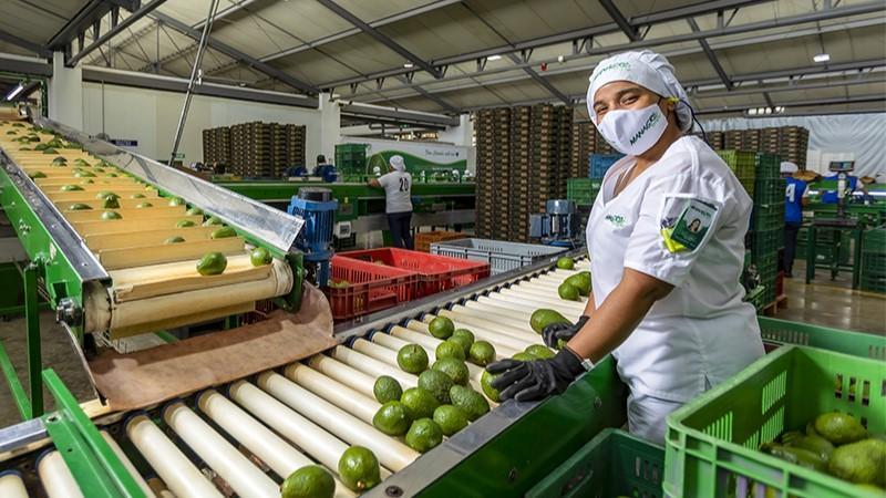 Hasta agosto de 2025, número de empresas agroexportadoras sumaron 2.376