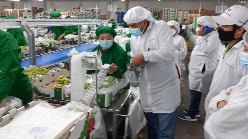 Hasta marzo: Olivos de Villacurí lidera ranking de agroexportadoras