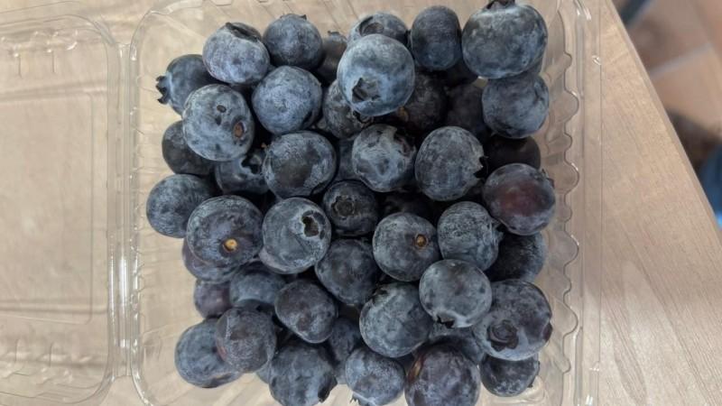 Hortifrut inició su programa de importación de arándanos desde Perú para el mercado chileno