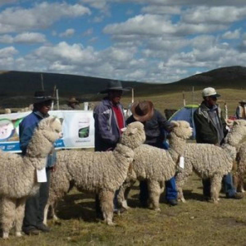 HOY INICIA PRIMERA ENTREGA DE ALPACAS A CRIADORES BENEFICIARIOS POR MECANISMO DE REPOSICIÓN