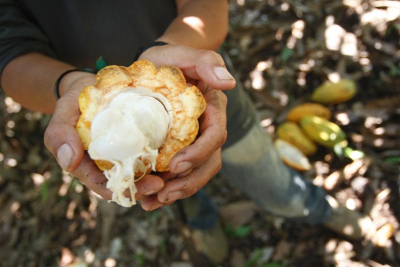 Hoy lanzan la  segunda fase de \"Alianza Cacao Perú\"