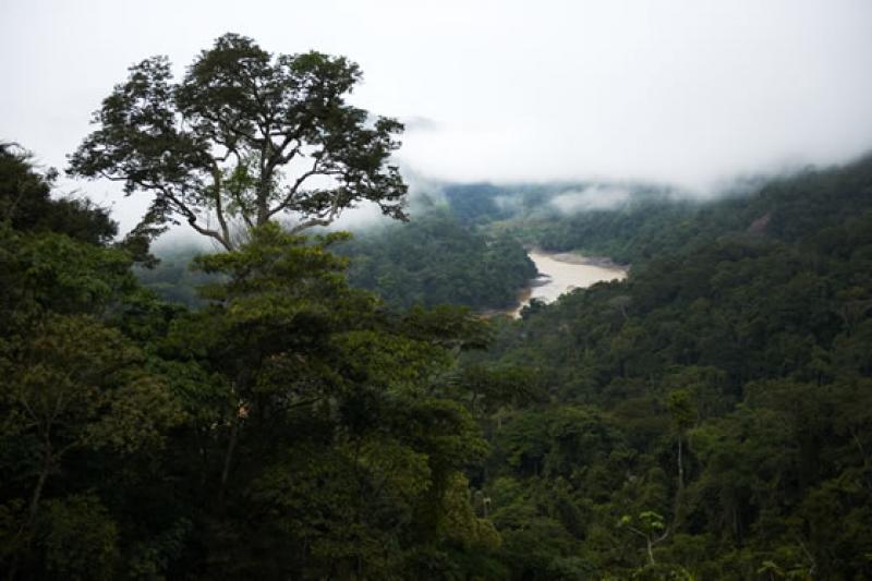 HOY SE CELEBRA EL DÍA INTERNACIONAL DE LOS BOSQUES