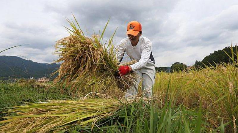 Hoy se inicia el II Encuentro Nacional de Productores de Arroz del Perú