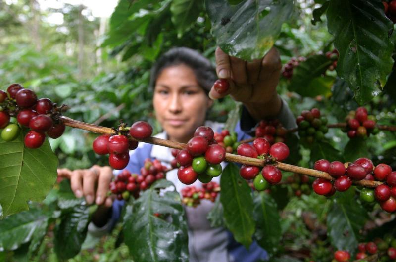 Hoy se inicia el primer programa de televisión digital dedicado al café peruano