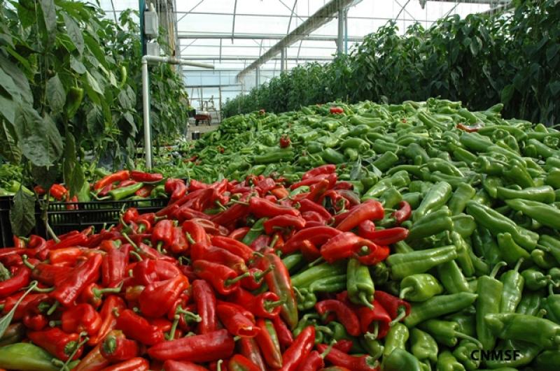 Hoy se inicia la VIII Convención Internacional de Capsicum en Arequipa