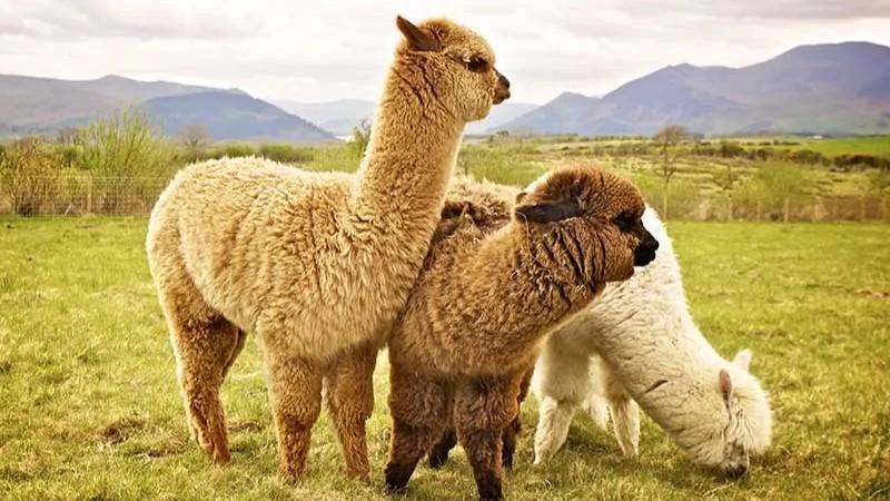 Huancavelica: Impulsan desarrollo alpaquero con inversión de S/. 25.9 millones