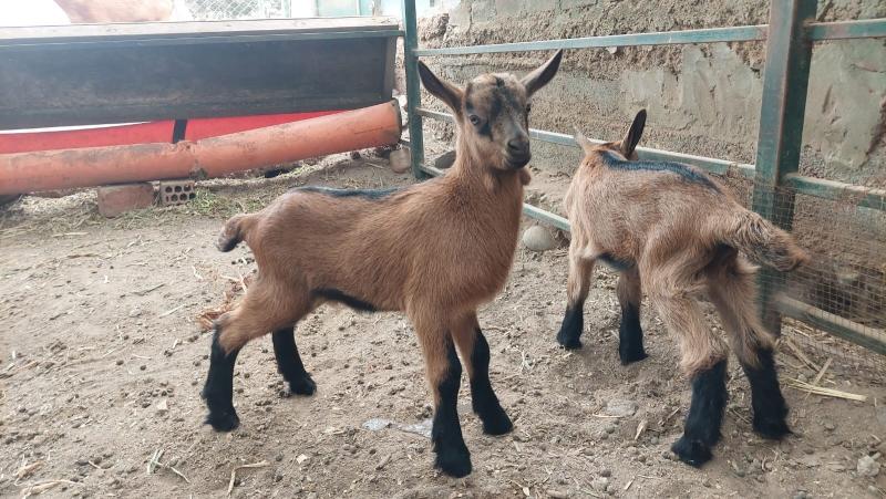 Huaral: nacen primeras crías de caprino por Transferencia de embriones en el Perú de razas Alpina y Murciano-Granadina